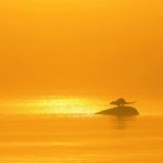 Fotokonkurs “Märka Mind” 2017 on lõppenud