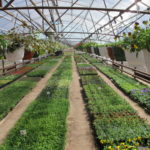 KELLELE SUVE-, KELLELE TALVEVAHEAEG.