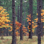 TOIMETAJALT: Ja olemegi järjega novembrikuu kolmandas nädalas.