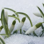 Toimetaja veerg: Näha on mitte selle, vaid juba järgmise kevade märgid