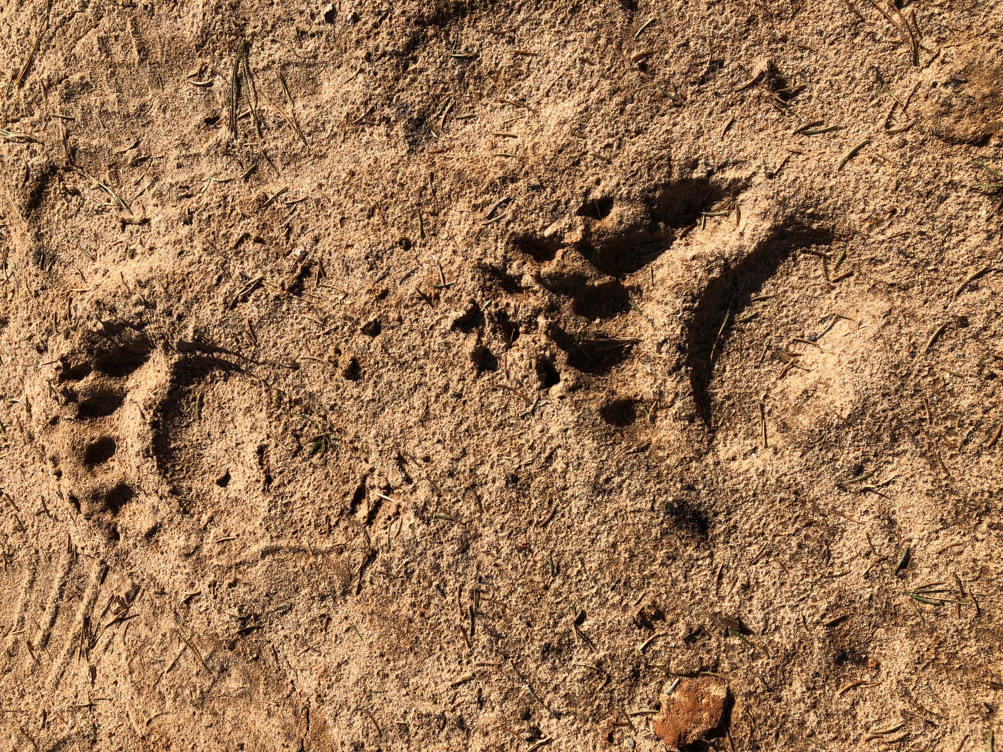 Karu jäljed Verevi kaldal. Foto: Aivo Johanson