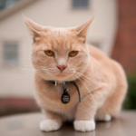 Elva Vallavalitsus ootab ettepanekuid eelnõule „Koerte ja kasside pidamise eeskiri Elva vallas“