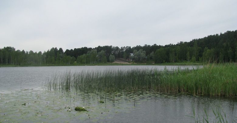 Arbi järv
