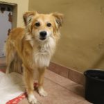 Elvast leitud koer ootab saatust varjupaigas