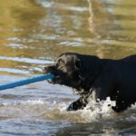 Lugeja küsib: Kus võib ja kus ei või Elvas koeraga ujuma minna?