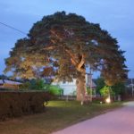 Arbi männi valgustamise projekt lükkub edasi