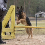 Elvas avati MTÜ Elva Elama poolt rajatud koertepark