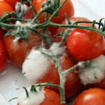 Jaga ja valitse – ehk kellele jagati rallipasse