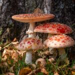 Vapramäe loodusmaja kutsub seenele!