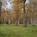 Elva vald koostöös Eesti Looduskaitse Seltsiga kutsuvad loengule:„Elurikkus tiheasustusega asulates”