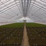 Suur osa Eesti mändidest kasvatatakse nüüd Elva vallas