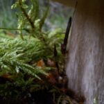 Seenekorjamise ABC: mida seenel käies tähele panna?