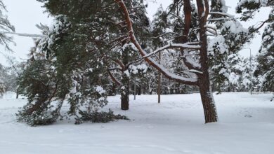 Photo of Tähelepanu: lumeraskuse all murduvad puuoksad võivad olla ohtlikud!