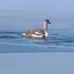 Verevi järvelt päästeti vigastatud tiivaga luigepoeg