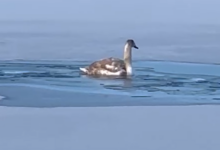 Photo of Verevi järvelt päästeti vigastatud tiivaga luigepoeg