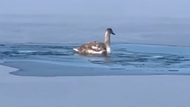 Photo of Verevi järvelt päästeti vigastatud tiivaga luigepoeg